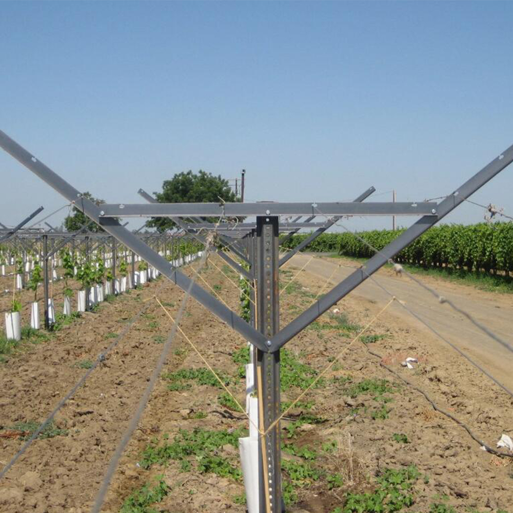 Table grape trellis systems Qhib gable trellis