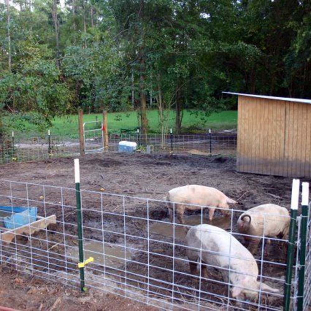 4 pengukur, Panel Kawat Baja Galvanis sepanjang 16 kaki untuk Babi