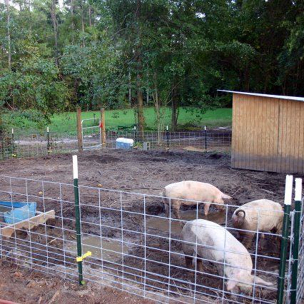 Panneaux de fils d'acier galvanisés de calibre 4 et de 16 pieds de long pour cochon