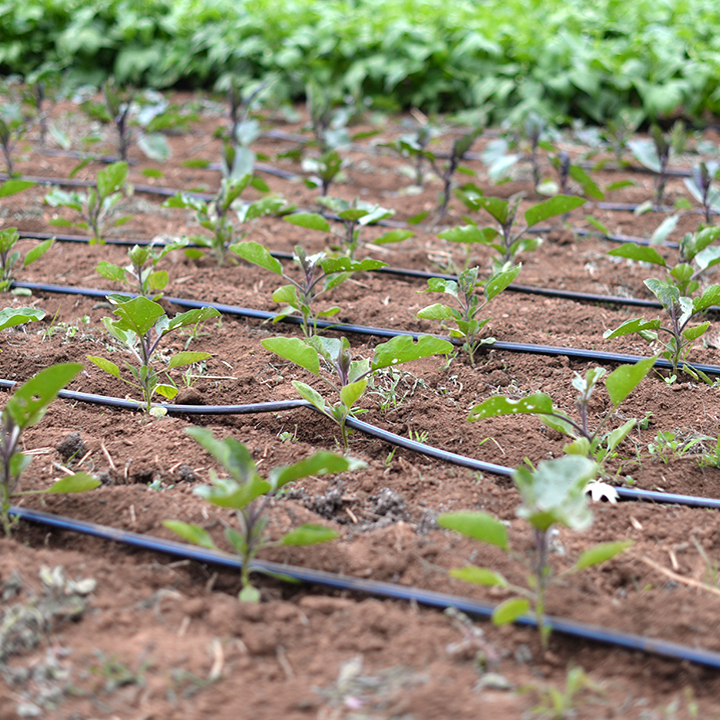 Factory Outlets Wire Stakes - 16mm Black Watering System Drip Irrigation Belt Agricultural Drip Irrigation Pipes – JINSHI