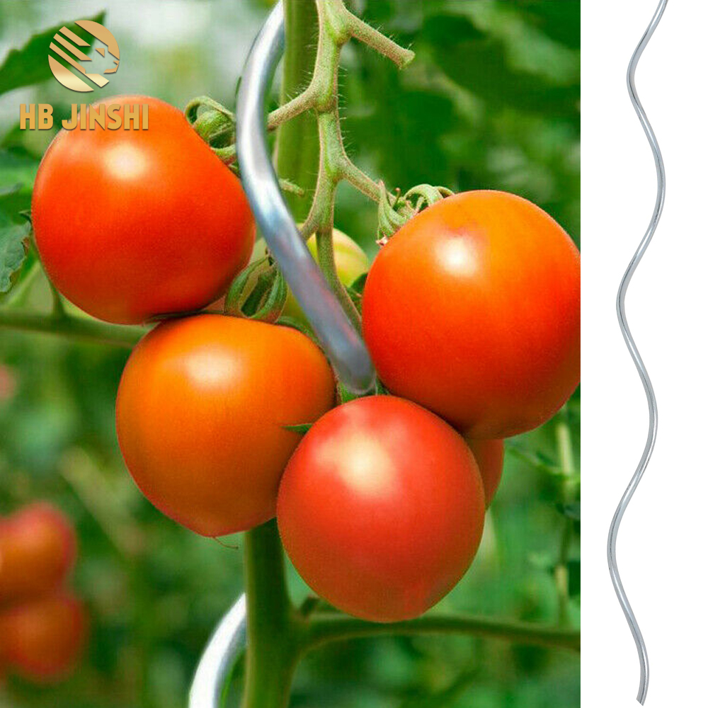 Tomat omah kaca spiral tanduran stake 1,8m bibit tomat tuwuh support climbing