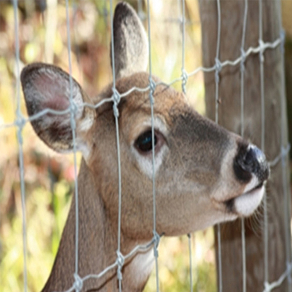 Factory For Wire Fence - Galvanized cattle fence fixed knot farm field fence deer fence – JINSHI