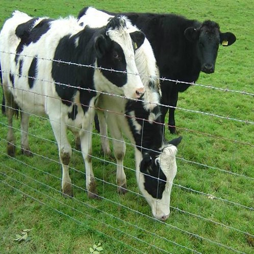 Galvanized field fence for cattle