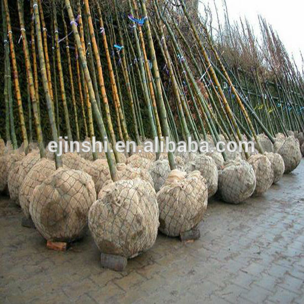 Tree Wire Basket Tree Root ball netting