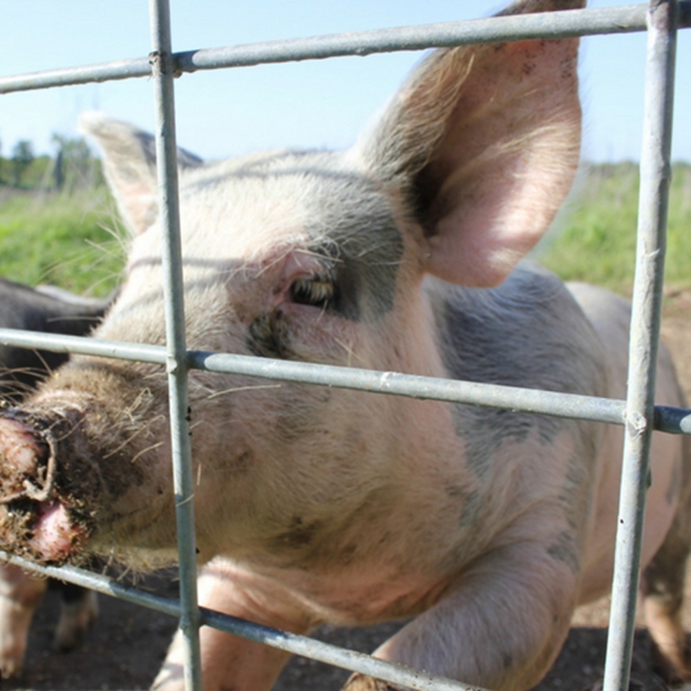 Panneaux de parc d'engraissement de calibre 4, panneaux de clôture de porc galvanisés, 16 pieds