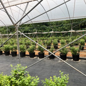 Customizable hot galvanized pipe support structure agricultural blueberry greenhouse